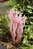 Clavaria zollingeri image