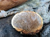 Gloeophyllum sepiarium image