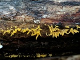Calocera cornea image