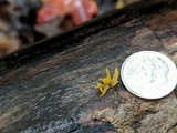 Calocera cornea image