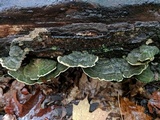 Cerrena unicolor image