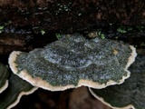 Cerrena unicolor image