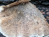 Cerrena unicolor image