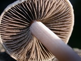 Panaeolus cinctulus image