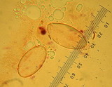 Gyromitra montana image