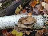 Bjerkandera adusta image