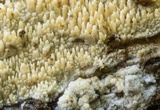 Hyphodontia quercina image