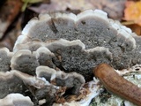 Bjerkandera adusta image