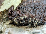 Helicogloea compressa image