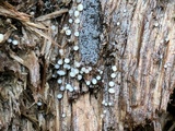 Helicogloea compressa image