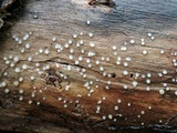 Helicogloea compressa image