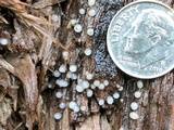 Helicogloea compressa image