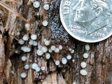 Helicogloea compressa image