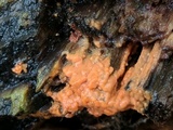 Cryptococcus macerans image