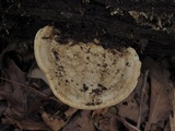 Trametes gibbosa image