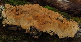 Trametopsis cervina image