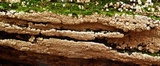 Xylobolus frustulatus image