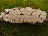 Xylobolus frustulatus image