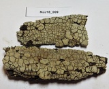 Xylobolus frustulatus image