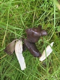 Helvella compressa image