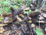 Helvella compressa image