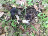 Helvella compressa image
