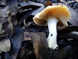 Cuphophyllus pratensis image