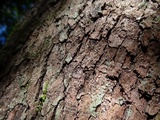 Stictis radiata image