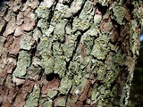 Dimerella lutea image