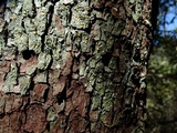 Dimerella lutea image