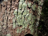 Dimerella lutea image