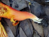 Hygrocybe punicea image