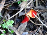 Hygrocybe punicea image