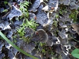 Peltigera praetextata image