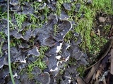 Peltigera praetextata image