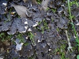 Peltigera praetextata image