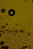 Ceriporia reticulata image