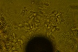 Ceriporia reticulata image