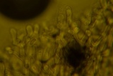 Ceriporia reticulata image
