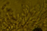 Ceriporia reticulata image