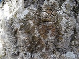 Melanelixia californica image