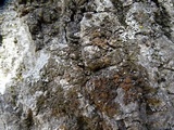 Melanelixia californica image