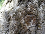Melanelixia californica image