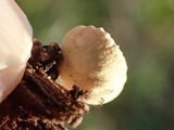 Simocybe haustellaris image