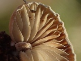 Simocybe haustellaris image