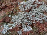 Physcia tribacia var. tribacia image