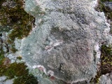 Diploschistes scruposus image