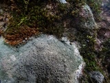 Diploschistes scruposus image