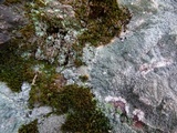 Diploschistes scruposus image