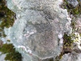 Diploschistes scruposus image